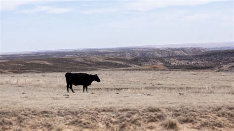 Una Persona Se Infect Con Gripe Aviar Transmitida Por Una Vaca En Eeuu