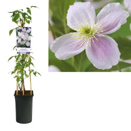 Bergbosrank Clematis Montana Pink Perfection S Pot Cm Vijf