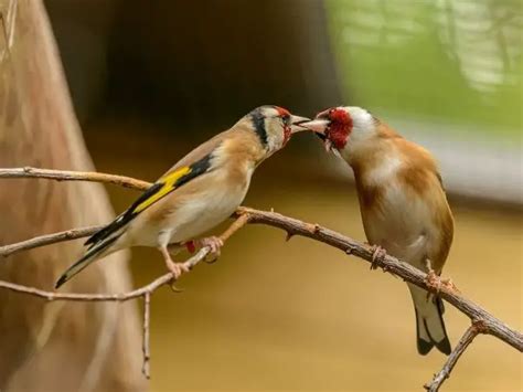 What Do Baby American Goldfinches Eat Answered Outlife Expert