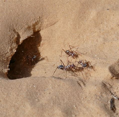 Meet The Fastest Ants In The World Saharan Silver Ants The World