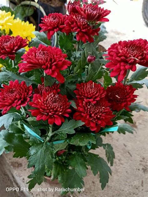 aster bunga merah | Lazada Indonesia