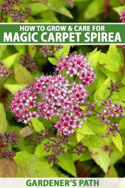 How To Grow Magic Carpet Spirea Gardeners Path
