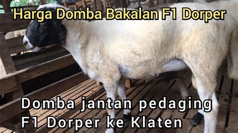 Harga Domba Bakalan Jantan F1 Dorper Dari Indukan Domba Lokal Kawin Dengan Fb Dorper Ke Klaten