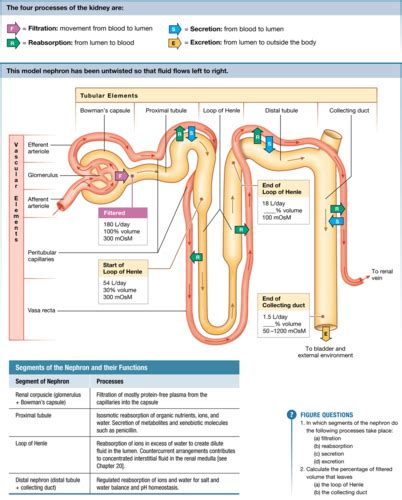 Tubular Reabsorption And Secretion Flashcards Quizlet