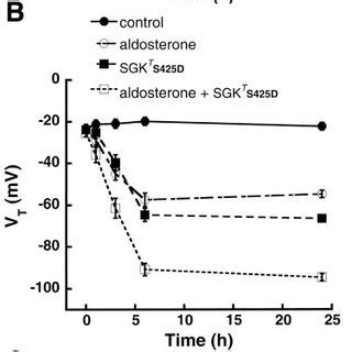 An Enac Mediated Mechanism For The Development Of Hypertension In The