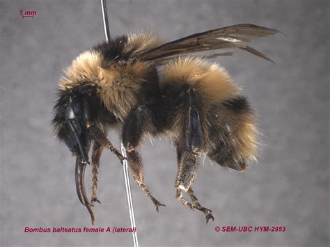 Bombus