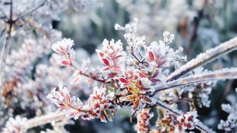 Quels sont ces arbustes qui subliment le jardin en période dhiver