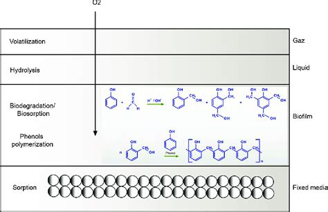 Possible mechanisms in operation during biofiltration process ...