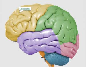 Frontal Lobe Brain Injury Types & Causes - Brain and Spinal Cord Injuries