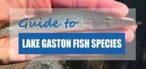 List Of Fish Species In Lake Gaston 2023 Updated Pond Informer