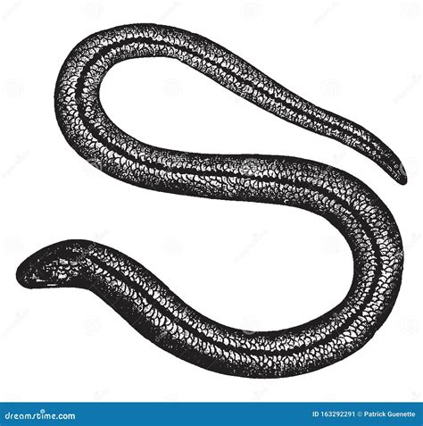 Blind Worm Vintage Illustration Stock Vector Illustration Of Vintage