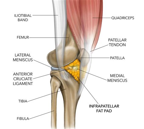 Sports Injury Bulletin Diagnose Treat Fat Facts For Clinicians