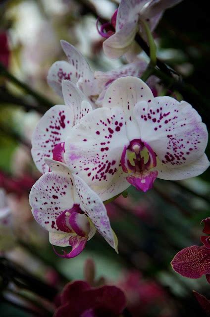 Photographers Garden Orchids At Kew