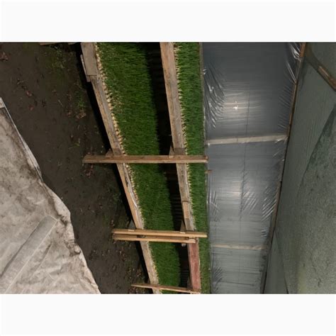 Продам цибулю перо, купити цибулю перо — Agro-Ukraine