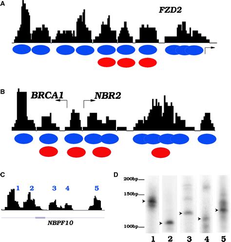 Dynamic Regulation Of Nucleosome Positioning In The Human Genome Cell