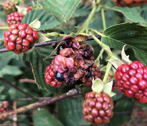 Diagnosing Abiotic Blackberry Fruit Disorders Gardening In The Panhandle