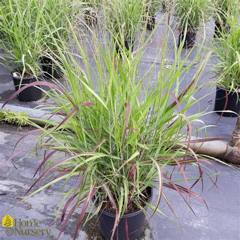 Panicum Virgatum Shenandoah Switchgrass From Home Nursery