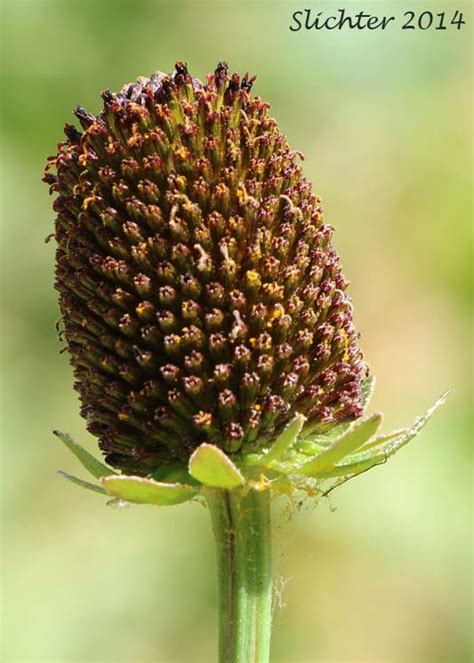 Plantfiles Pictures Rudbeckia Naked Coneflower Western Off