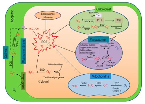 Antioxidants Free Full Text Reactive Oxygen Species And Antioxidant