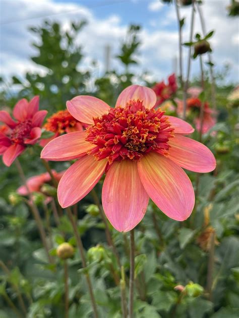 Totally Tangerine Dahlia tubers for sale - Pedaling Petals