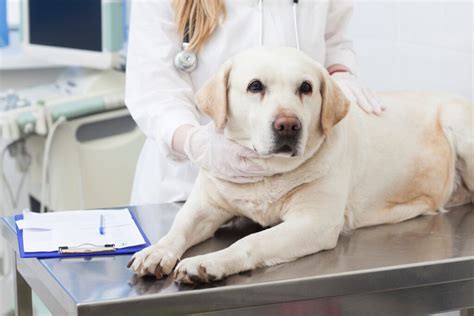 犬の膿皮症とはどんな病気？治療法や予防方法についても解説 動物病院サプリ