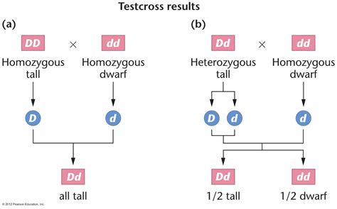 Mendelian Cross Mendelian Genetics