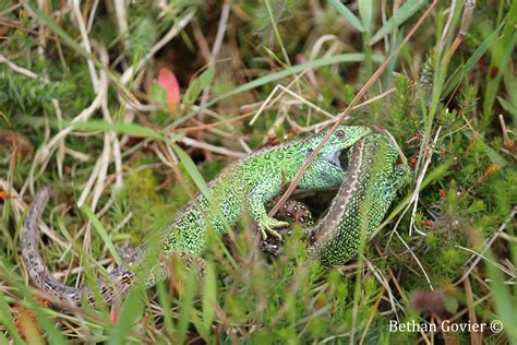 Beth’s Project – Expanding the knowledge base for sand lizards (Lacerta