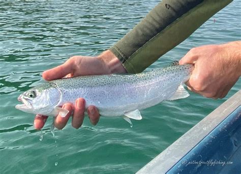 Native Trout Fly Fishing Eagle Lake Rainbow Trout