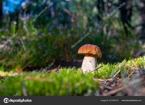 Brown Cap Porcini Mushroom Grow Moss Royal Cep Mushrooms Food Stock