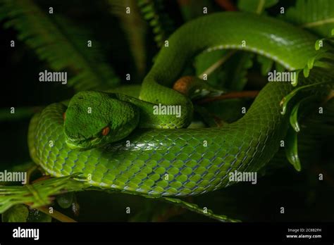 Pit viper of brunei hi-res stock photography and images - Alamy