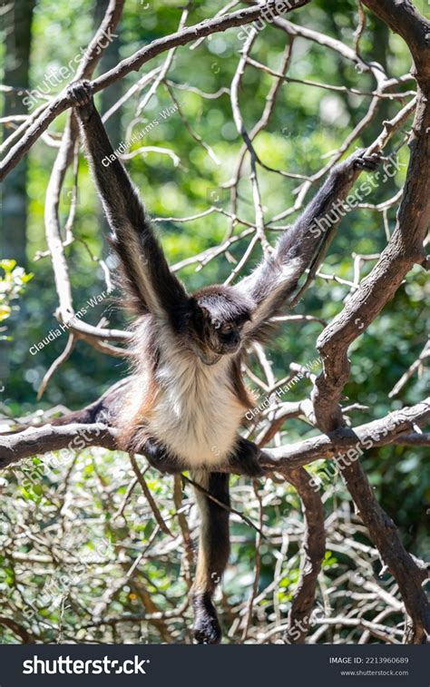 Geoffroy Spider Monkey Monkeyland Plettenberg Bay Stock Photo