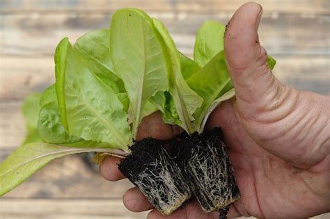 Premium Photo Gardener Holding Lettuce Seedlings For Planting Young