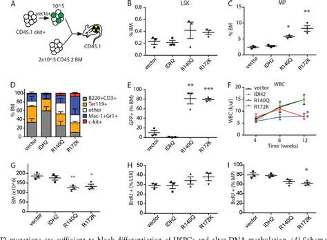 Figure 4 From Cancer Associated Idh2 Mutants Drive An Acute Myeloid