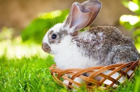 Indoor Rabbit Hutch - The Rabbit Hop