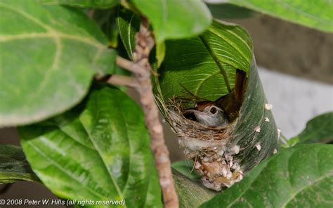 Tailorbird Common Orthotomus Sutorius In Nest India World Bird Photos