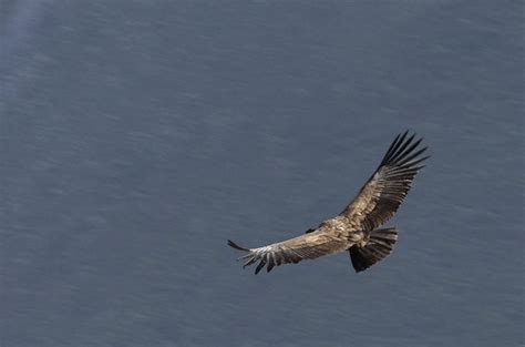 Le Vol Du Condor Oiseaux Animaux Ca On Del R O Colca P Rou