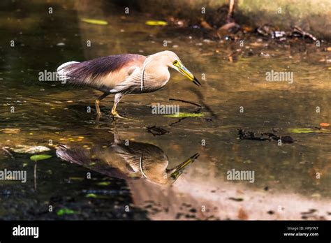 Indian Pond Heron in Breeding plumage Stock Photo - Alamy