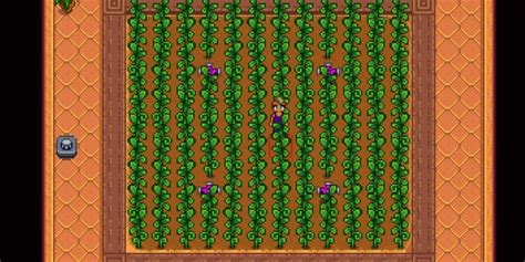 Stardew Valley Como Obter Sementes Antigas Critical Hits