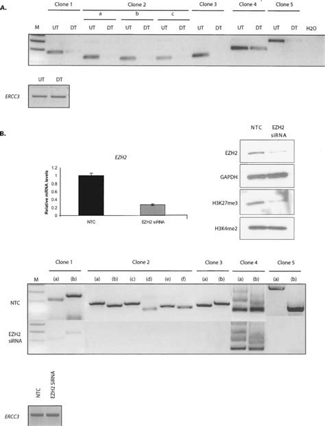 Ezh Mediates Long Range Inter And Intrachromosomal Interactions In