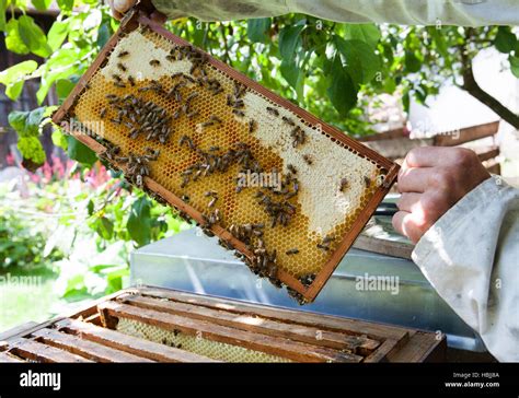 Drone Honey Bees Hi Res Stock Photography And Images Alamy