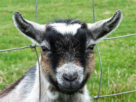 Options To Improve Traditional Goat Breeding Buck Rotation