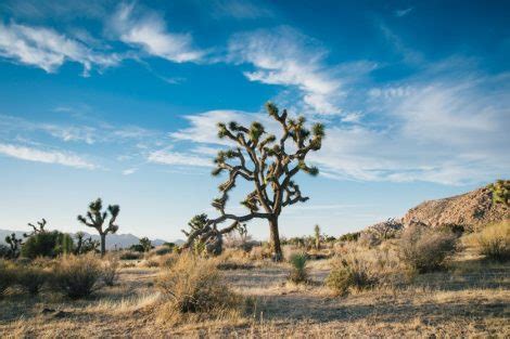 I Parchi Nazionali Della California Quali Sono E Come Visitarli