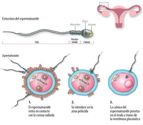 EL PROCESO DE IMPLANTACIÓN DEL EMBRIÓN