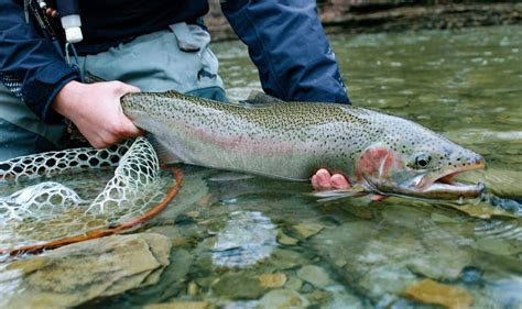 Photographing Your Catch A Complete Guide For Trout Anglers Trout