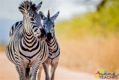 Interesting Facts About Zebras Mama Teaches