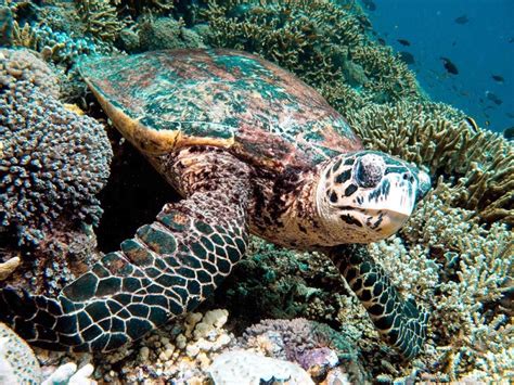 Hawksbill Sea Turtle OCEAN TREASURES Memorial Library