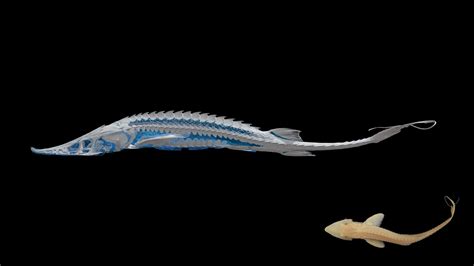 Shovelnose Sturgeon skeleton - 3D model by Blackburn Lab (@ufherps ...