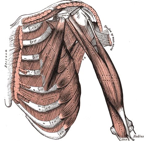 Trunk Muscles Boundless Anatomy And Physiology