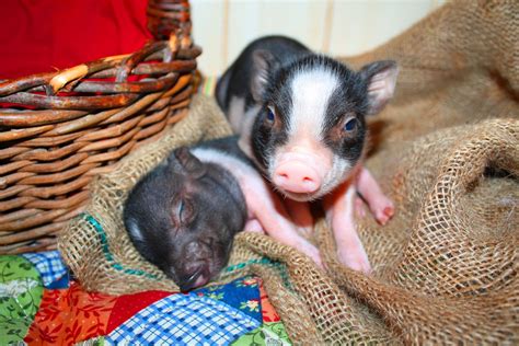 Oink Oink Mini Pigs Baby Pigs Cute Piglets Mini Pigs