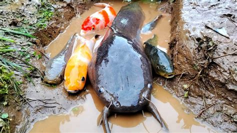 Yuhuiii Tangkap Ikan Lele Besar Di Dalam Lubang Ikan Cupang Ikan Hias